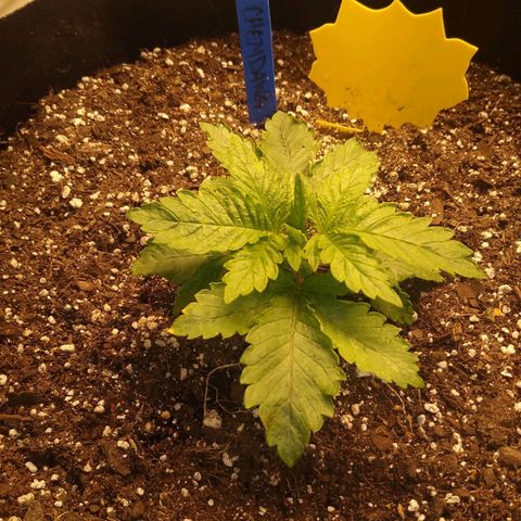 Chemdawg growlog timeline photo
