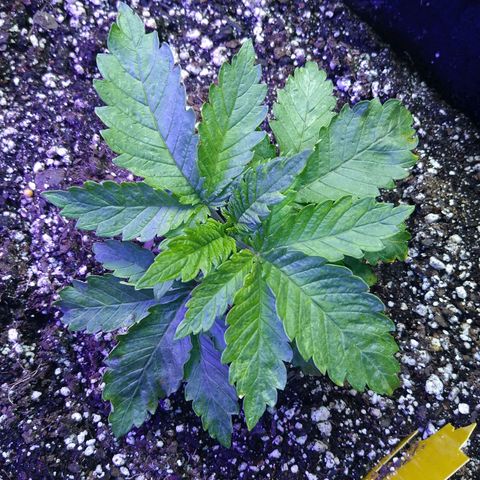 Chemdawg growlog timeline photo