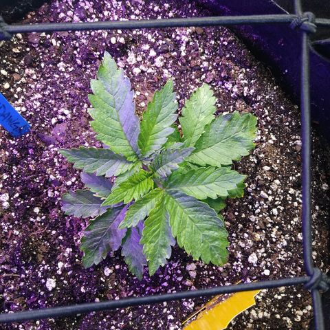 Chemdawg growlog timeline photo