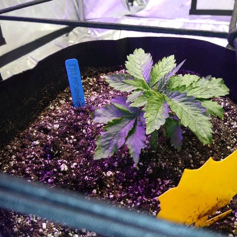 Chemdawg growlog timeline photo