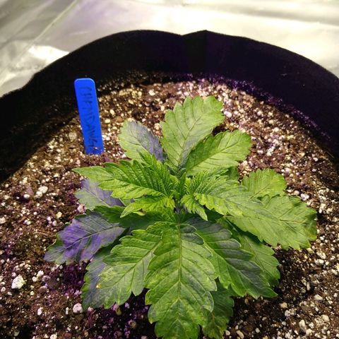 Chemdawg growlog timeline photo