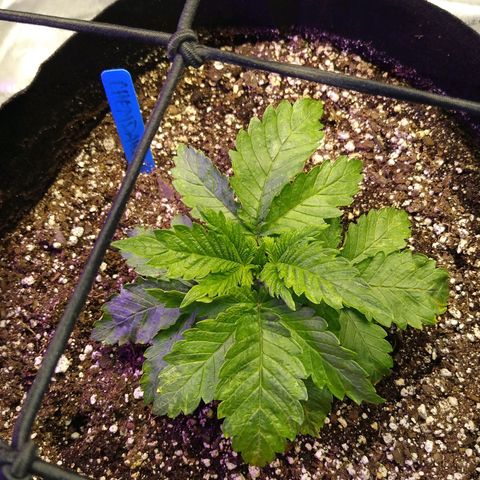 Chemdawg growlog timeline photo