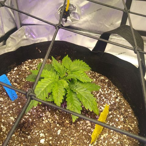 Chemdawg growlog timeline photo