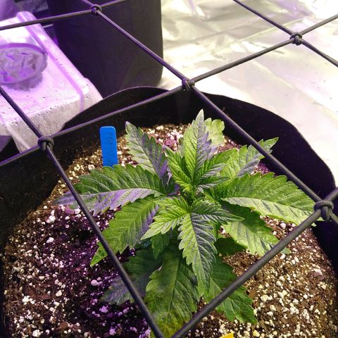 Chemdawg growlog timeline photo