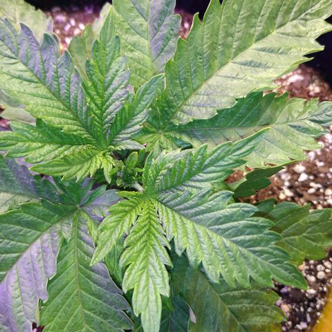 Chemdawg growlog timeline photo