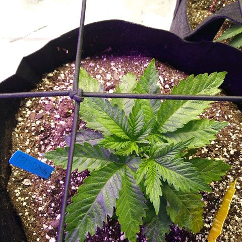 Chemdawg growlog timeline photo