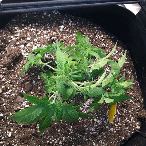 Chemdawg growlog timeline photo