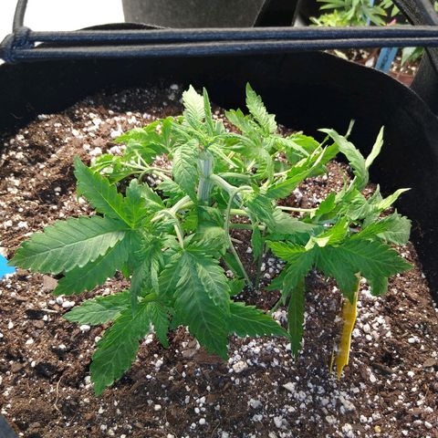 Chemdawg growlog timeline photo
