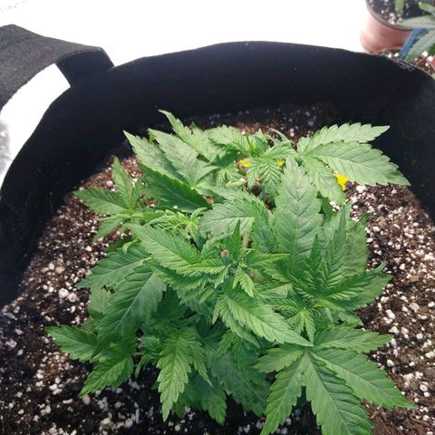 Chemdawg growlog timeline photo