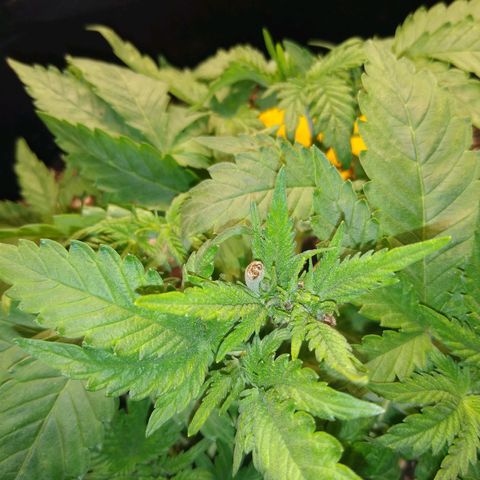 Chemdawg growlog timeline photo