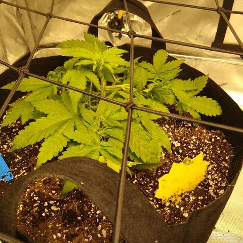 Chemdawg growlog timeline photo