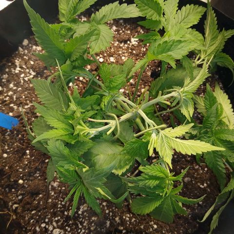 Chemdawg growlog timeline photo