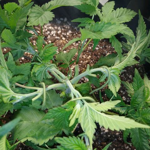 Chemdawg growlog timeline photo
