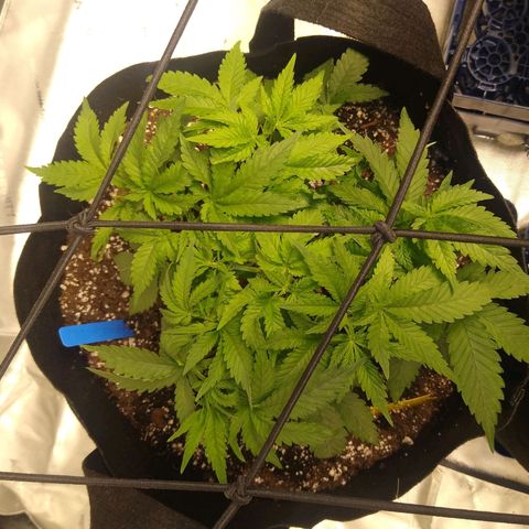 Chemdawg growlog timeline photo