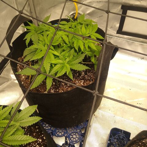 Chemdawg growlog timeline photo