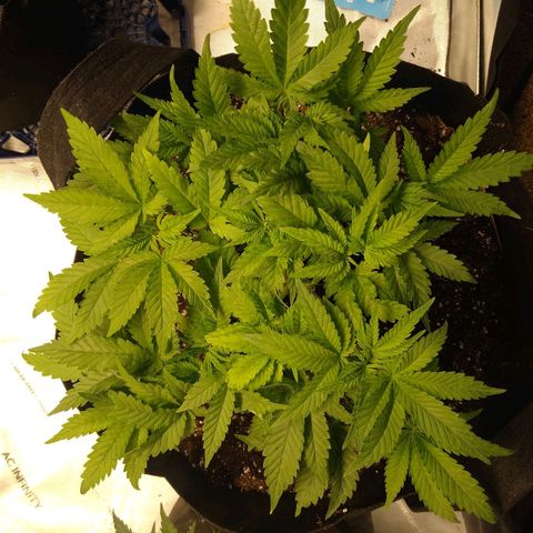 Chemdawg growlog timeline photo