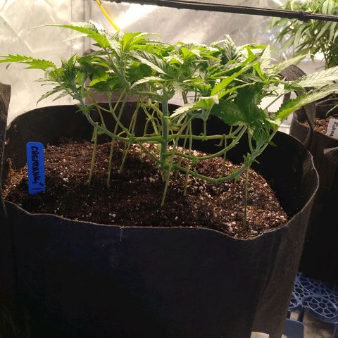 Chemdawg growlog timeline photo