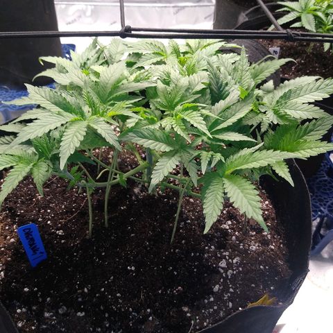 Chemdawg growlog timeline photo
