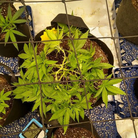 Chemdawg growlog timeline photo