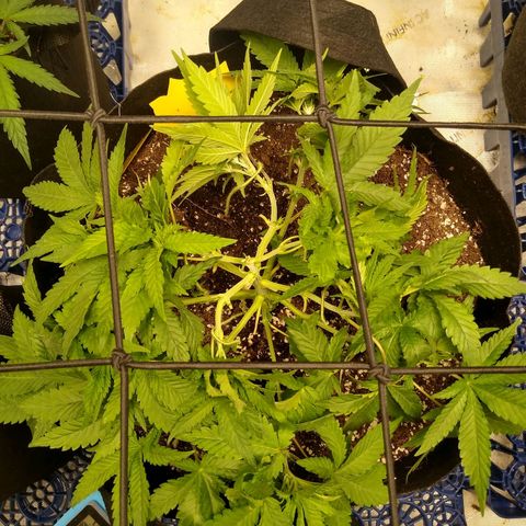 Chemdawg growlog timeline photo