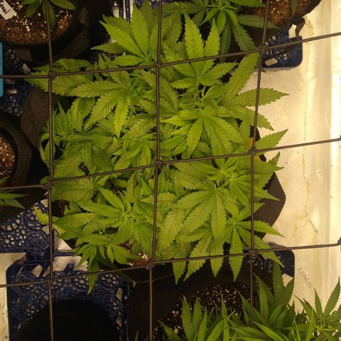 Chemdawg growlog timeline photo
