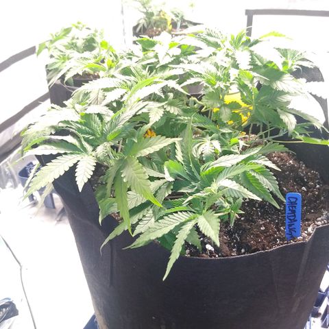 Chemdawg growlog timeline photo