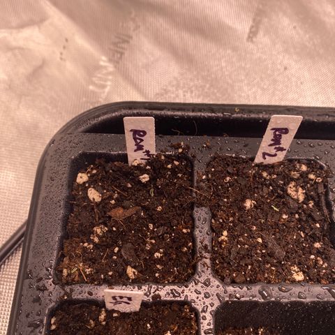 Romulan #1 growlog timeline photo