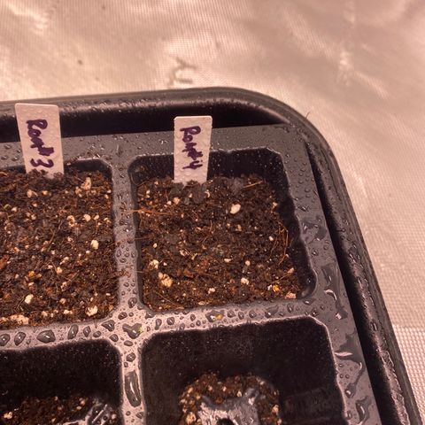 Romulan #4 growlog timeline photo