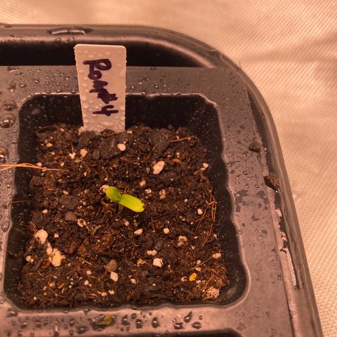 Romulan #4 growlog timeline photo