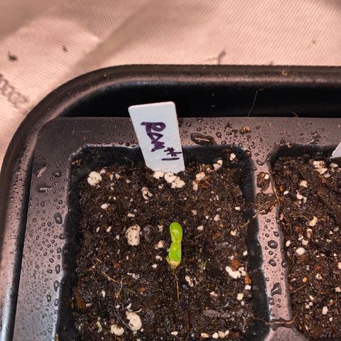 Romulan #1 growlog timeline photo