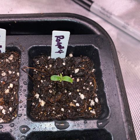 Romulan #4 growlog timeline photo