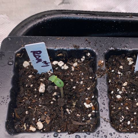 Romulan #1 growlog timeline photo