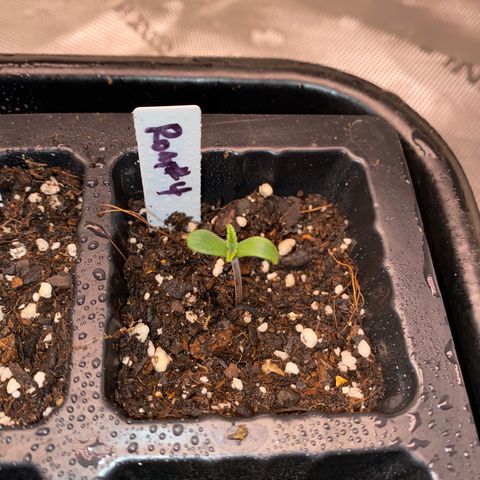 Romulan #4 growlog timeline photo