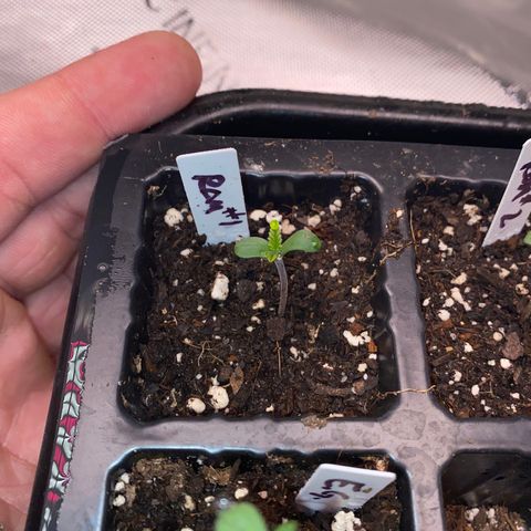 Romulan #1 growlog timeline photo