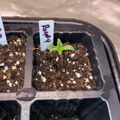 Romulan #4 growlog timeline photo