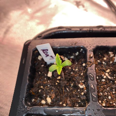 Romulan #1 growlog timeline photo
