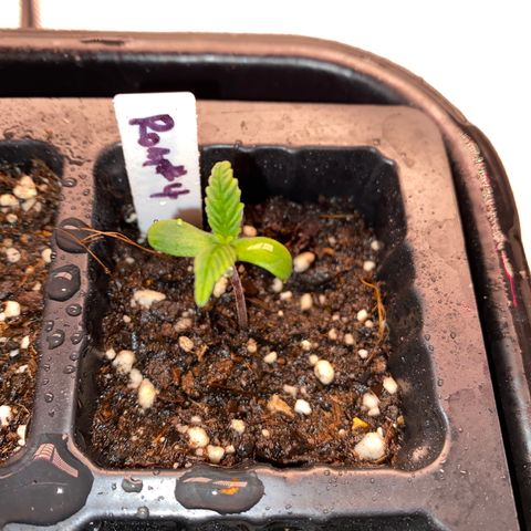 Romulan #4 growlog timeline photo