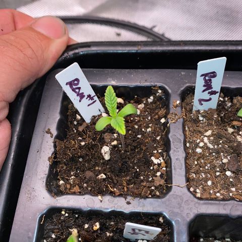 Romulan #1 growlog timeline photo