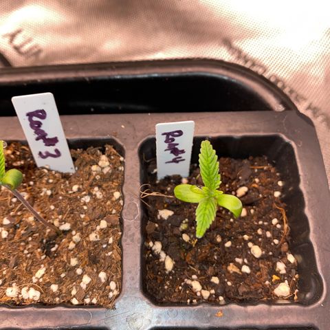 Romulan #4 growlog timeline photo