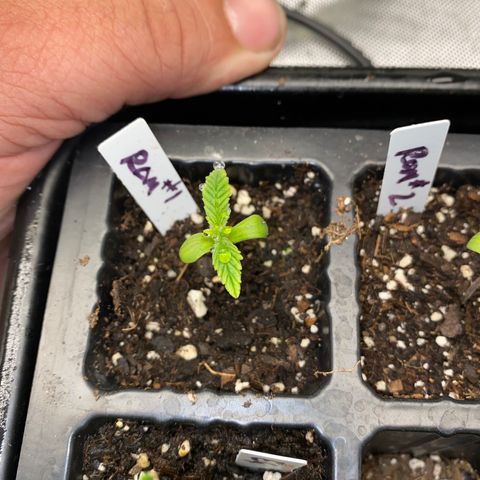 Romulan #1 growlog timeline photo
