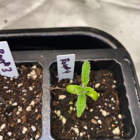 Romulan #4 growlog timeline photo
