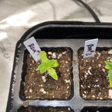 Romulan #1 growlog timeline photo