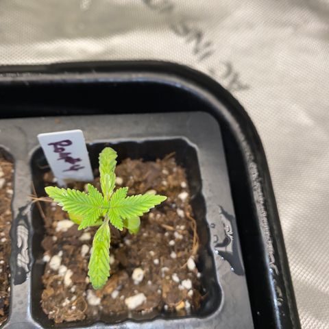 Romulan #4 growlog timeline photo