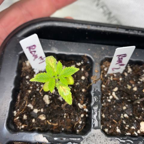 Romulan #1 growlog timeline photo