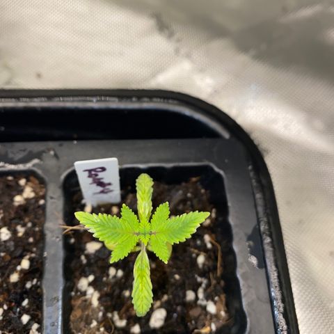 Romulan #4 growlog timeline photo