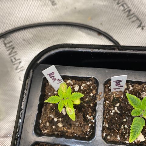 Romulan #1 growlog timeline photo