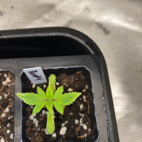 Romulan #4 growlog timeline photo