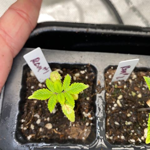 Romulan #1 growlog timeline photo