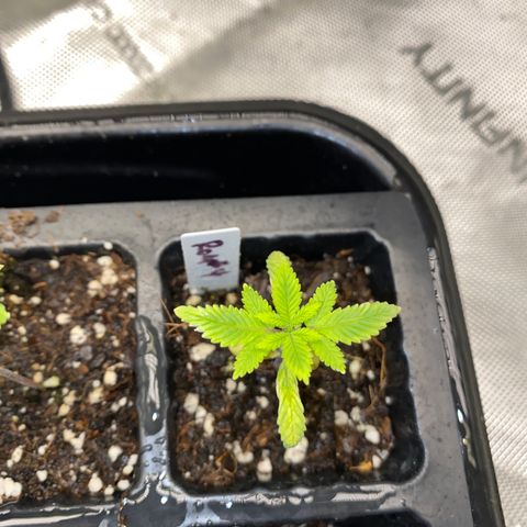Romulan #4 growlog timeline photo