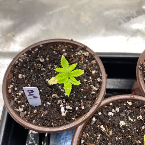 Romulan #1 growlog timeline photo